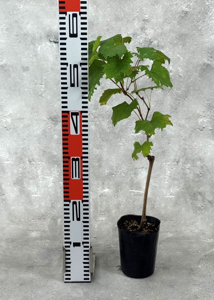 ぶどう 「ゴールドフィンガー」 挿木苗 苗 園芸 果樹 苗木 マスカット