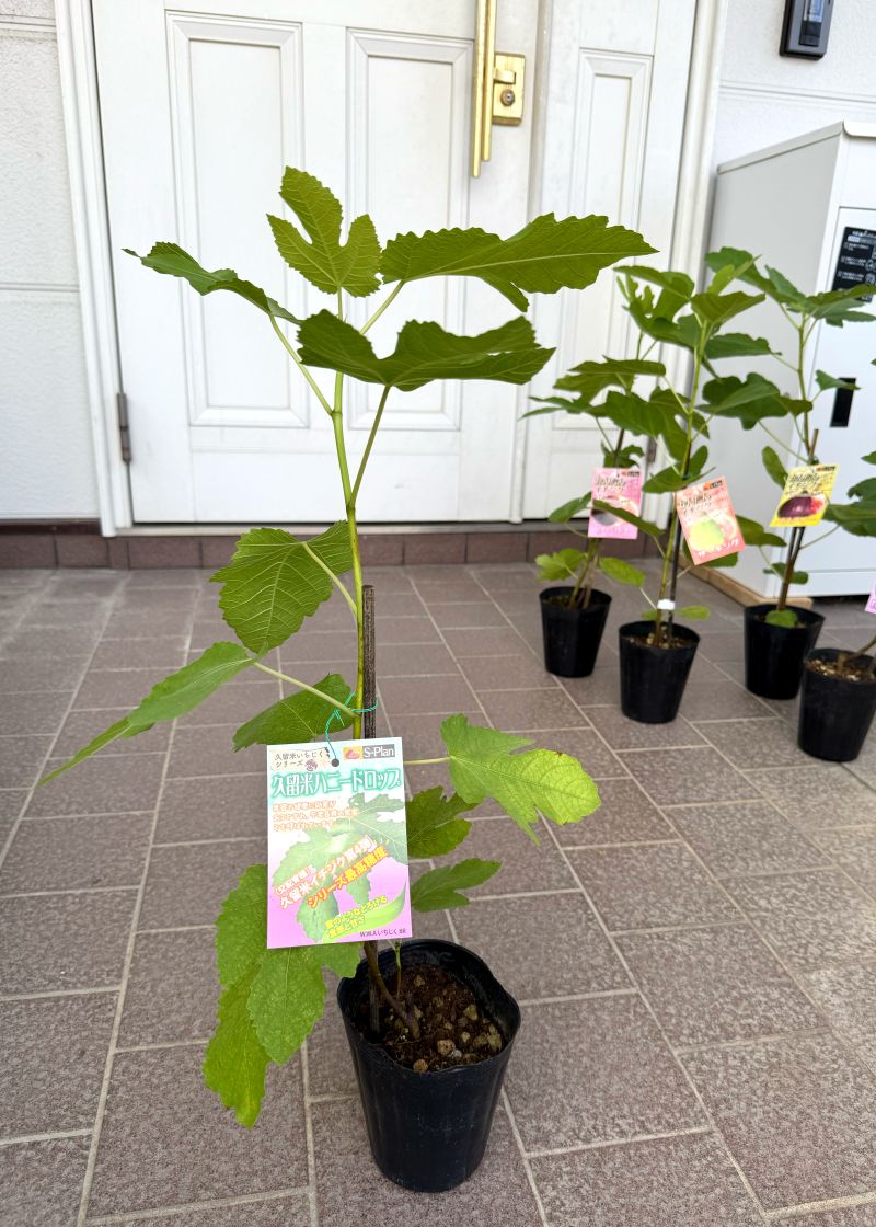 イチジク 「久留米ハニードロップ」 4号ポット 通販 greenery