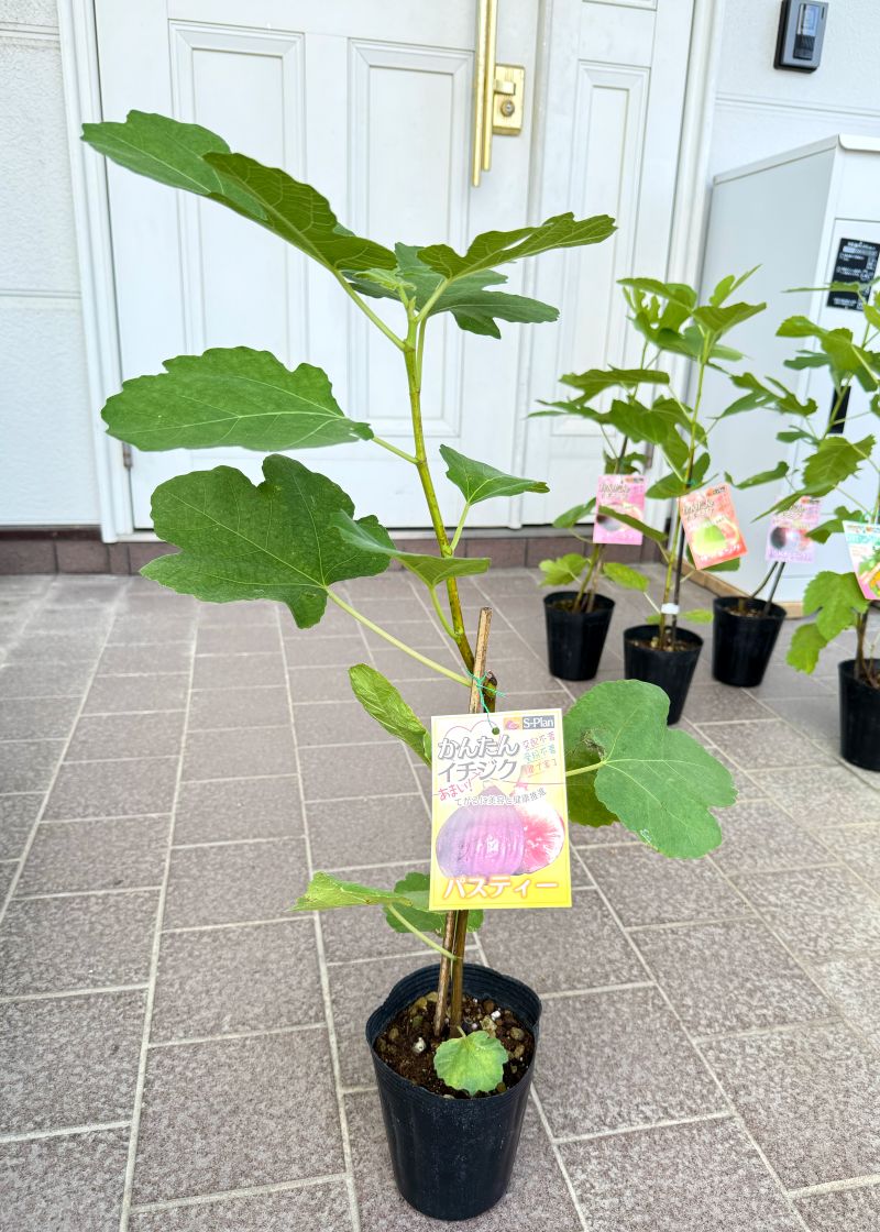 イチジク 「パスティー」 4号ポット 通販 greenery
