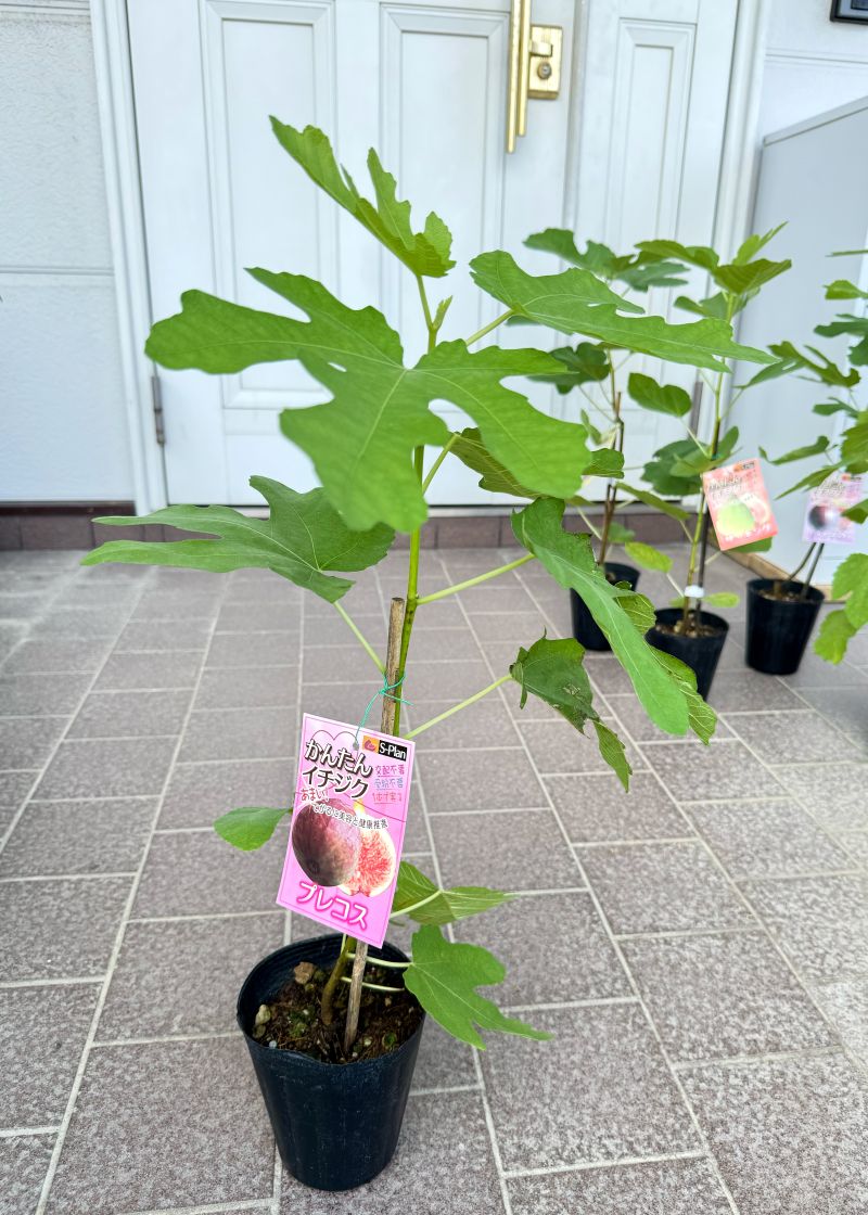 イチジク 「プレコス」 4号ポット 通販 greenery