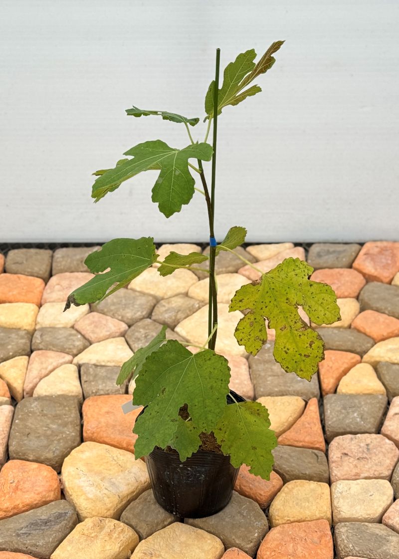 イチジク 「ザオファング」 5号ポット 通販 greenery