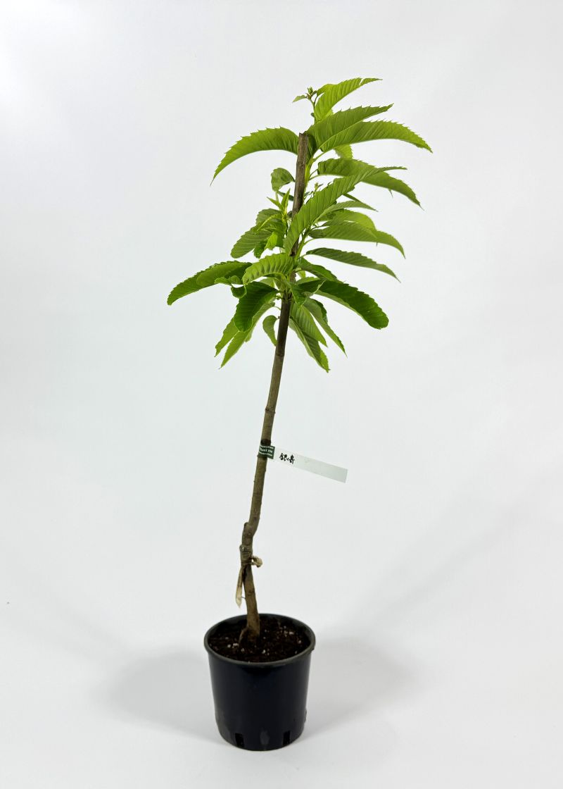 2023年発芽の栗の苗木6本/大粒/幼木/植木/庭木/盆栽用/盆栽/筑波★銀寄 2023年発芽の栗の苗木6本/大粒/幼木/植木/庭木/盆栽用/