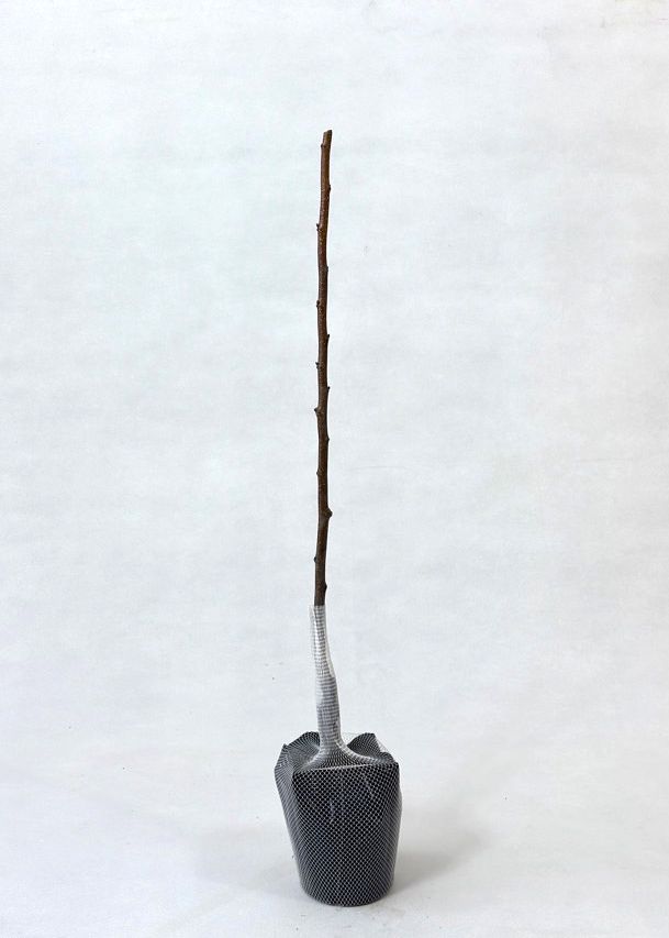 栗 「ぽろたん」クリ 果樹 苗 苗木 通販 greenery