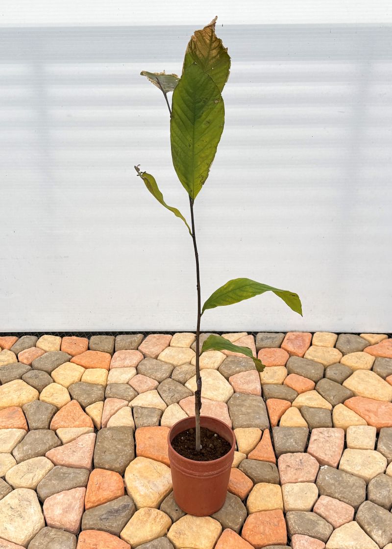 ポポー「ウィルソン」 5号プラスチック鉢 果樹 通販 greenery