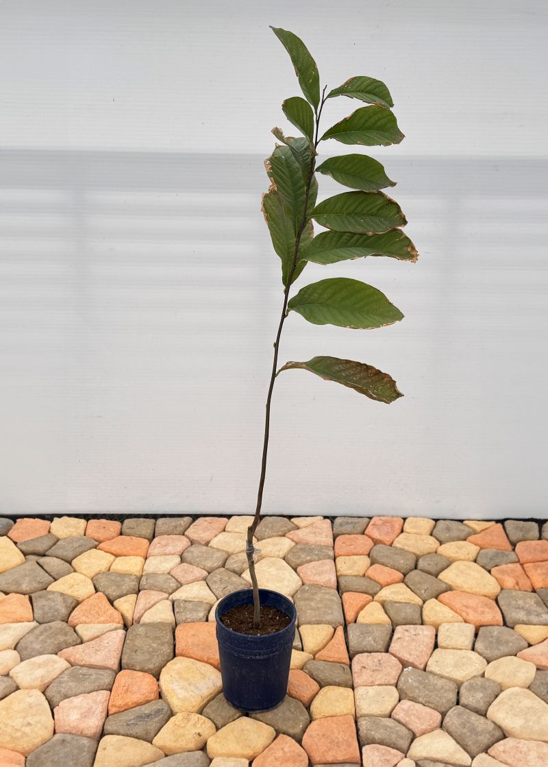 ポポー「サンフラワー」 5号プラスチック鉢 果樹 通販 greenery