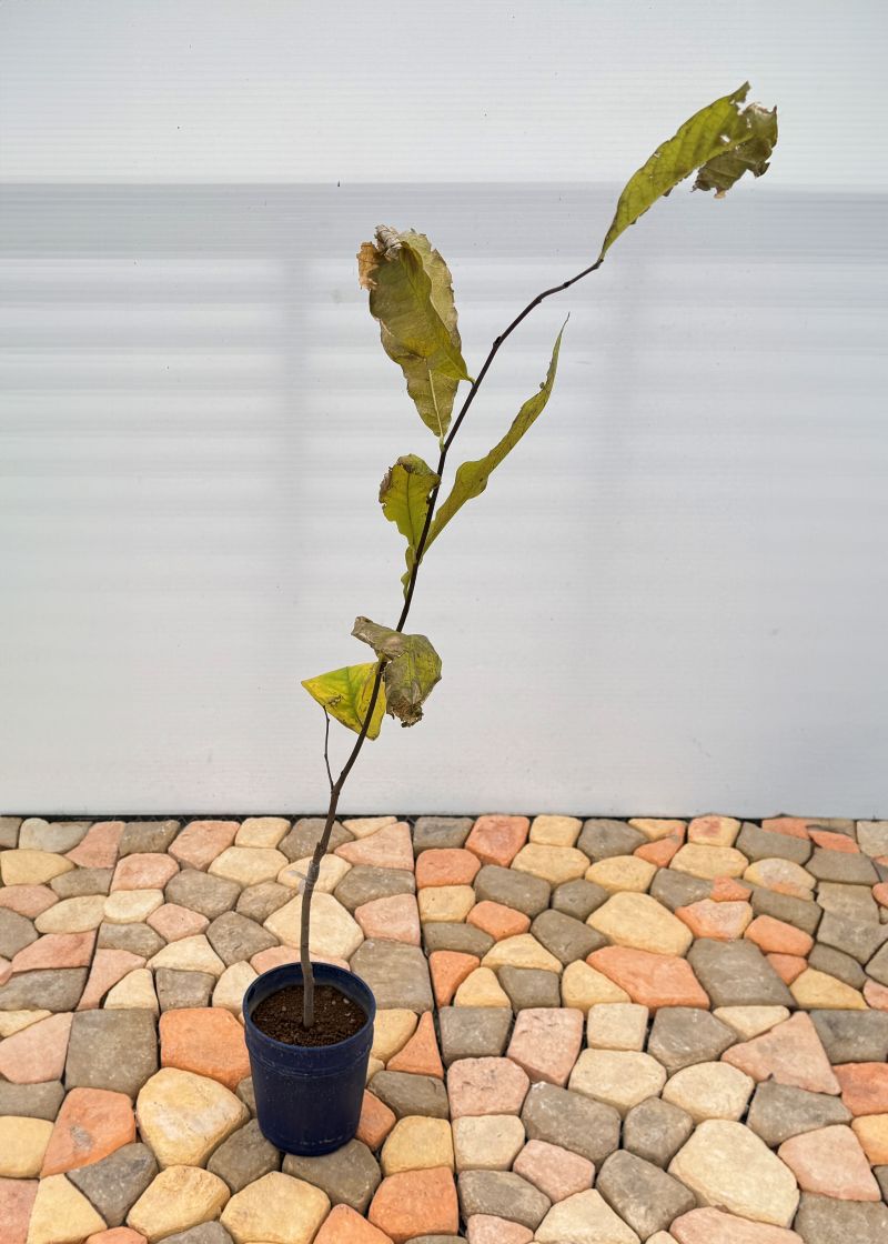 ぽぽー苗木現品実が付き6号鉢高約80cm5/4 ぽぽー苗木現品実が付き6号鉢高約80cm5/13 【公式通販】