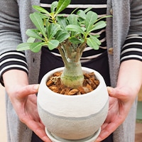 仕入れ販売として10年以上の実績