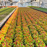 豊富な商品ラインナップ