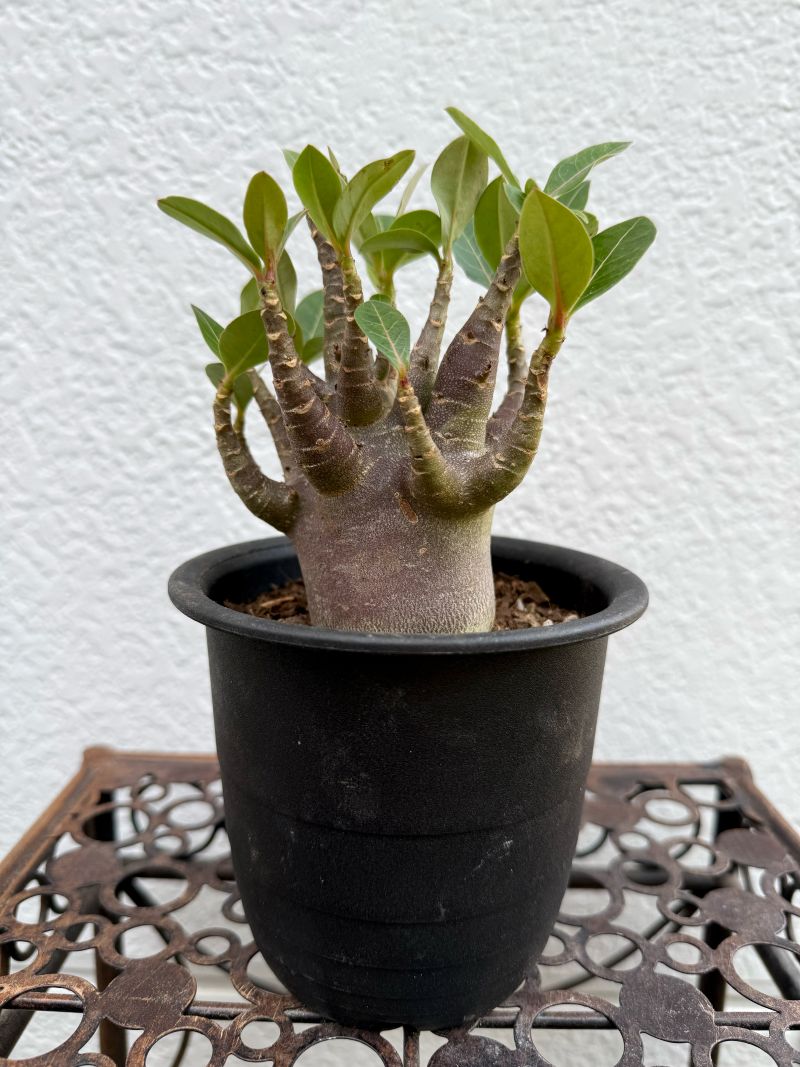 アデニウム アラビカム ブラックスキン 塊根 黒肌 レア 希少 観葉植物
