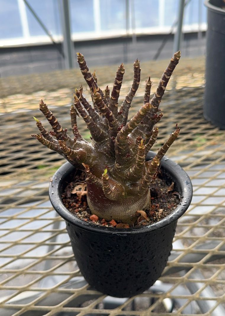 アデニウム アラビカム ブラックスキン 塊根 黒肌 レア 希少 観葉植物