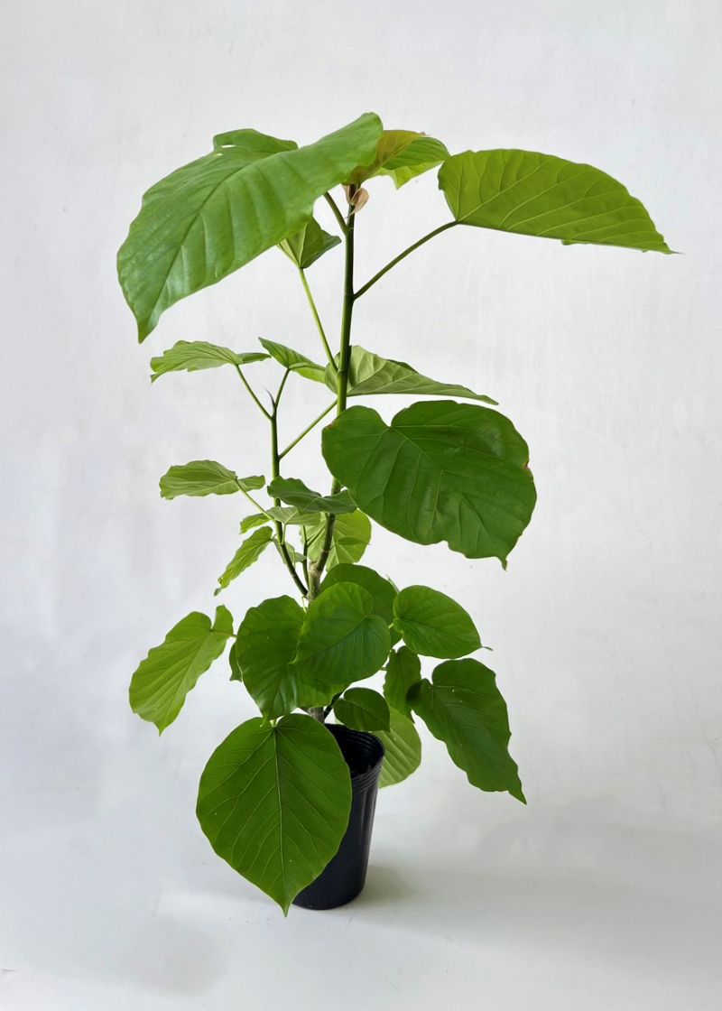 フィカス・ウンベラータ 4号ポット苗 ゴム 観葉植物 通販 greenery