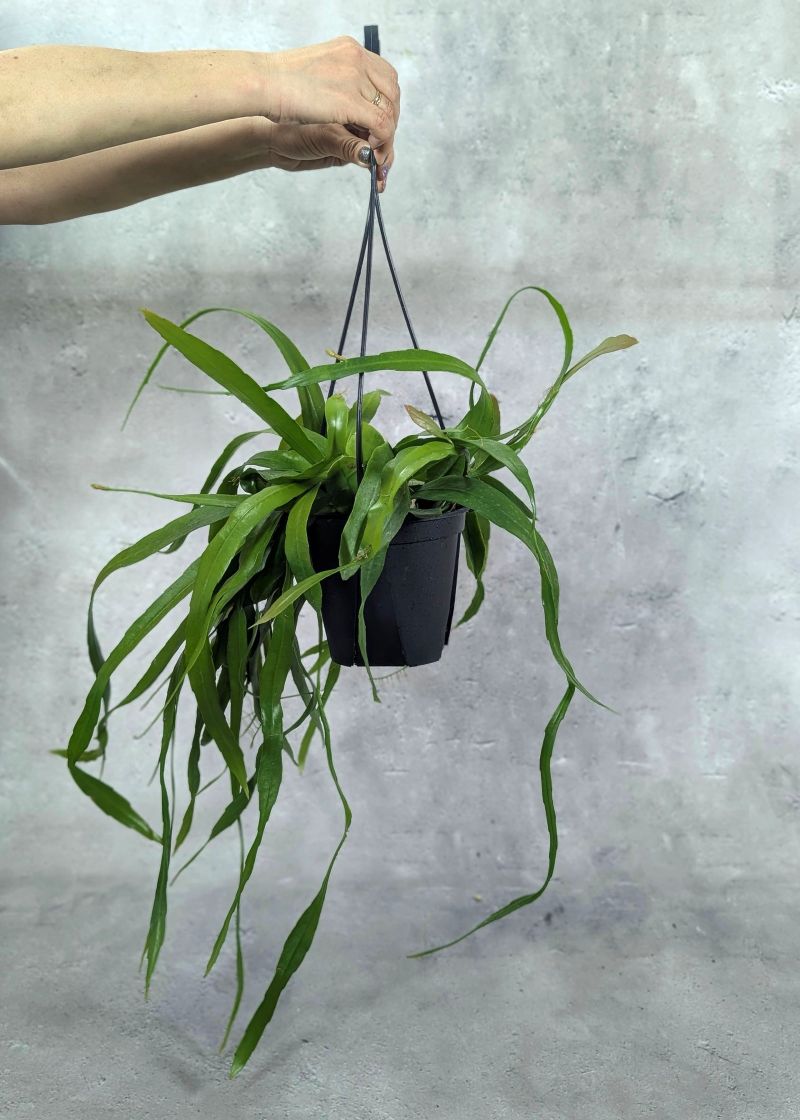 姫月下美人 月下美人 ヒメゲッカビジン 5号 吊り下げ 苗 苗木 鉢苗