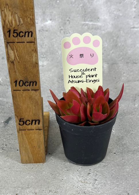 火祭り クラッスラ 多肉植物 キャンプファイヤー 苗 花 植物 通販 greenery