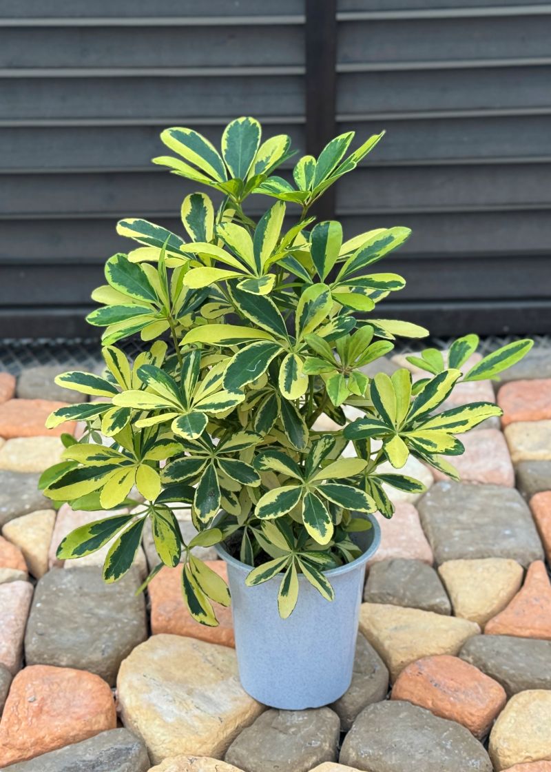 シェフレラ ハッピーイエロー 4号 プラスチック鉢 苗 苗木 通販 greenery