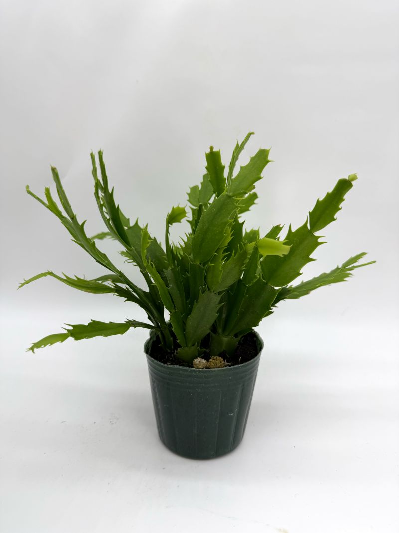 シャコバサボテン デンマークカクタス 9cmポット 赤白 2色混植 苗 greenery