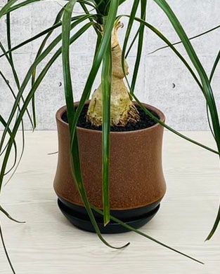 高級感のあるおしゃれな釉薬陶器鉢に植えてお届けします