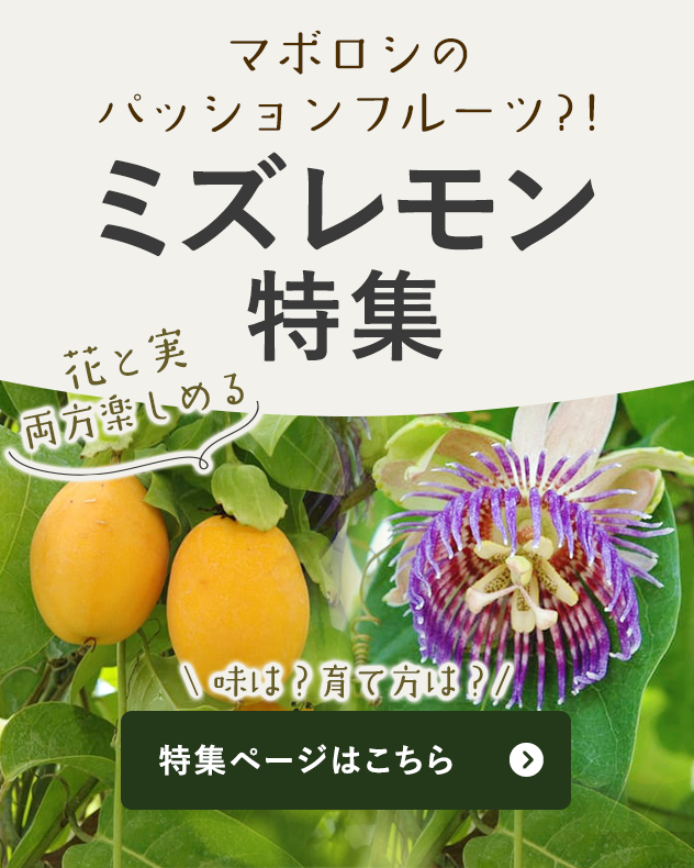 花と実の両方が楽しめるミズレモンの味や育て方について紹介します！