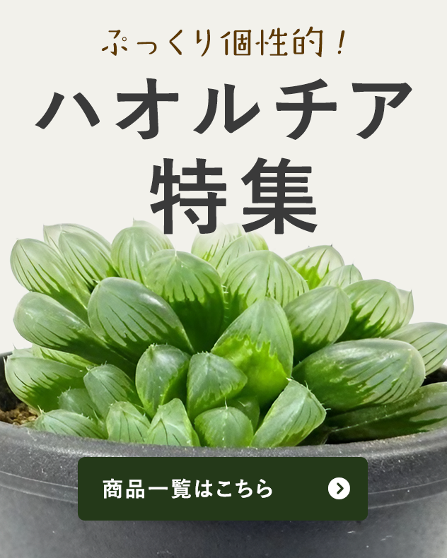 ぷっくり個性的！手のひらサイズの癒しグリーン