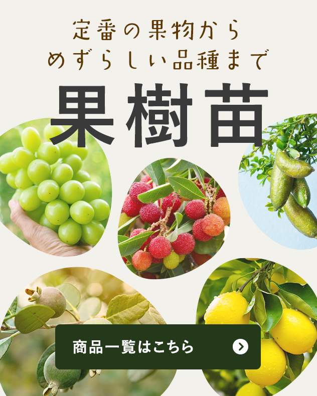 定番の果物からめずらしい品種まで豊富な品揃え