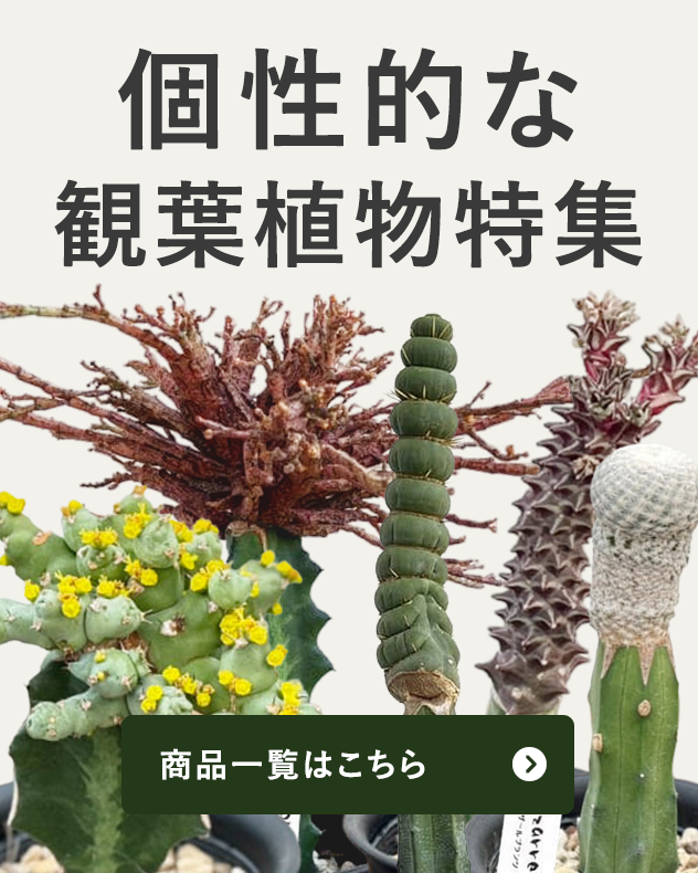 1点ものばかりの珍しい個性派の植物を集めました