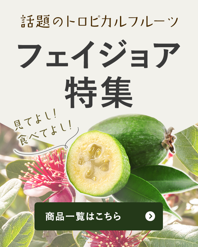 見てよし！食べてよし！話題のトロピカルフルーツ