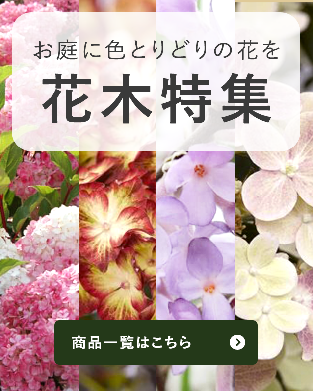 お庭に色とりどりの花を咲かせる花木をご紹介
