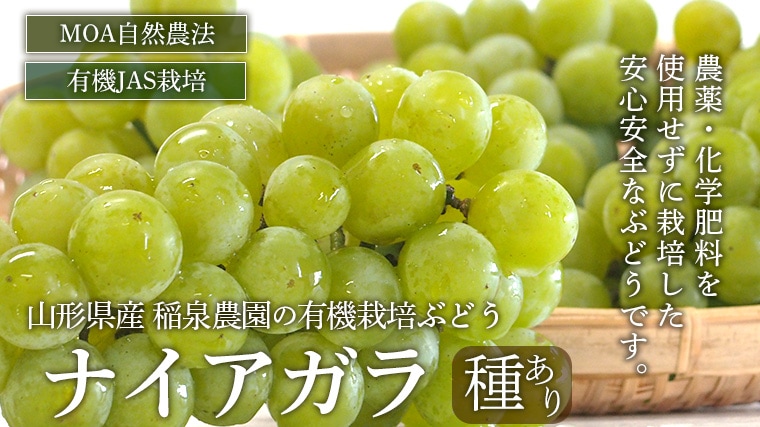 産地直送 限定箱 山形県産 ぶどう ナイアガラ 種あり ２ｋｇ 送料込み 産地直送 Green Market オンラインショップ