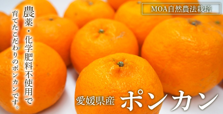 ��ɲ�����ݥ󥫥�