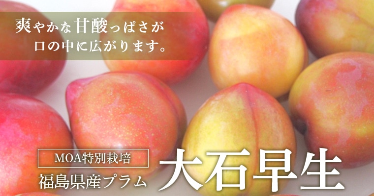 ʡ�縩���ץ����������