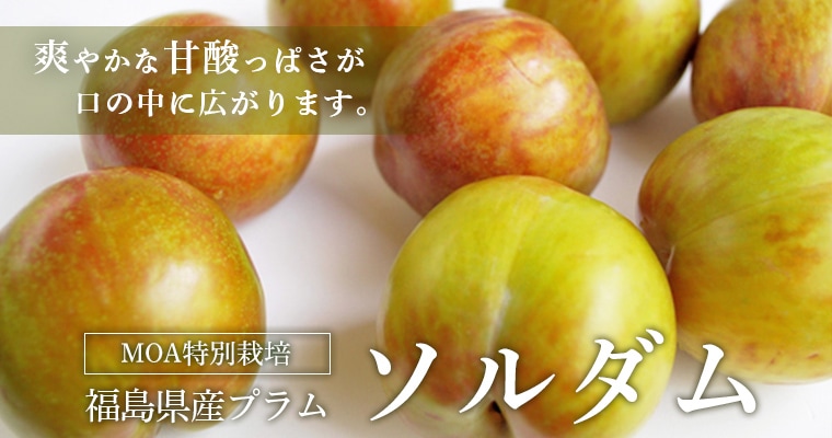ʡ�縩���ץ�ॽ�����