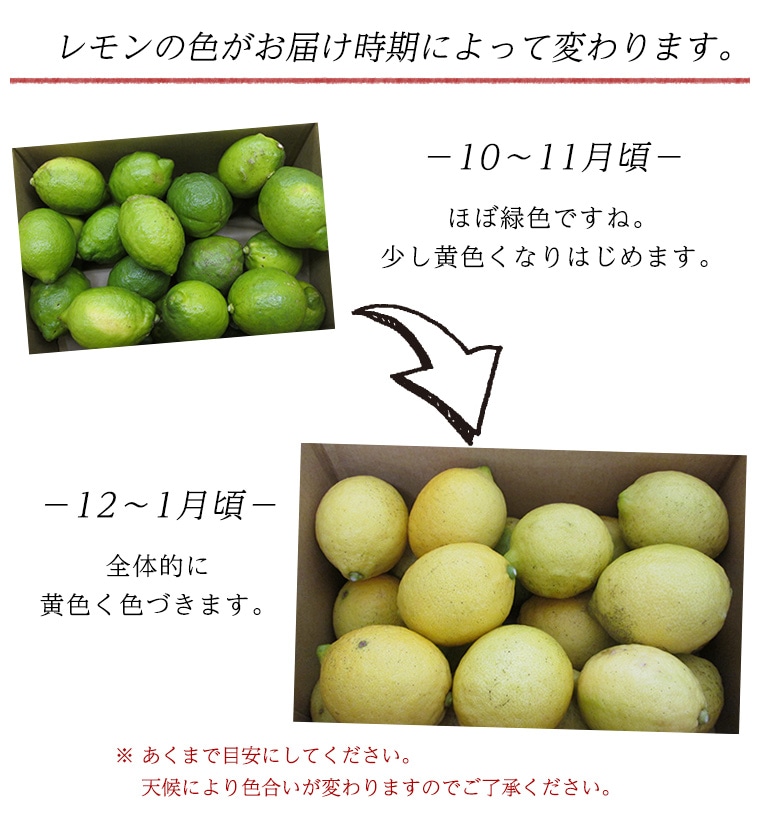 産地直送】愛媛県産 レモン ２．５ｋｇ ≪送料込み≫ | 産地直送