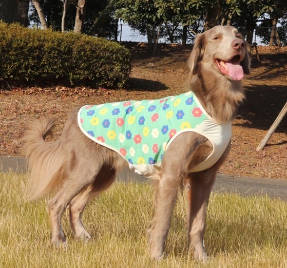フラワー柄の服を犬が着用している"