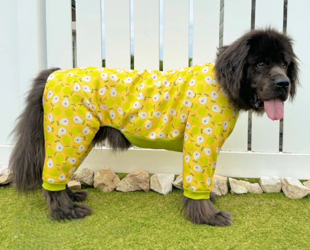 ラフランス柄の画像。濃いめの黄色の地に黄緑色と半分に切ったラフランスが並ぶ。お腹のフリース生地と足を首のリブは黄緑色