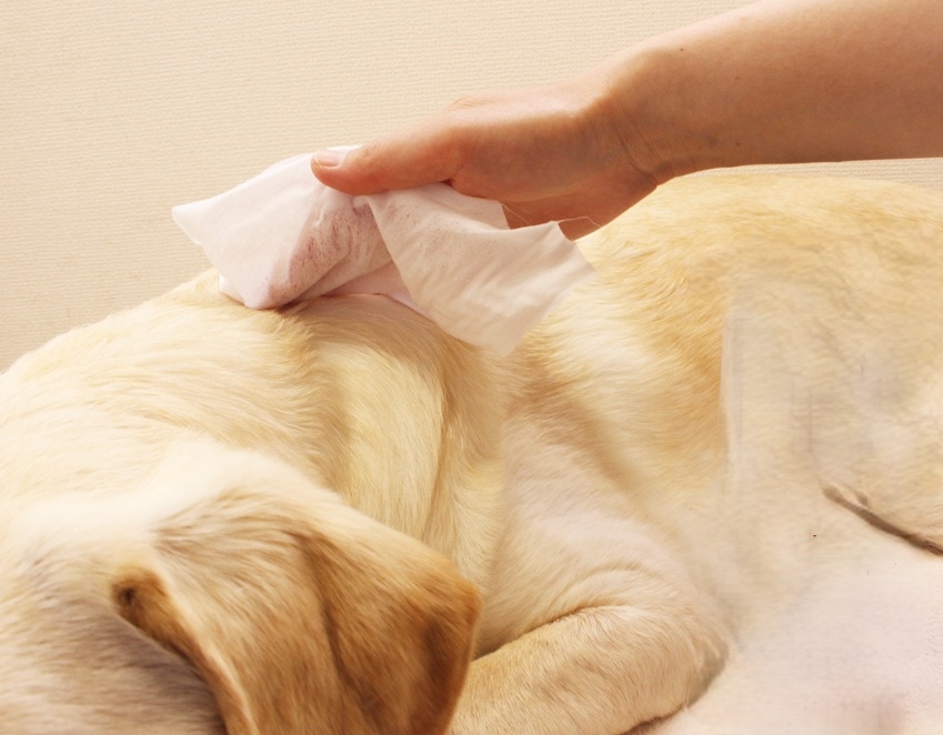 ウェットシートで犬の体を拭いている画像。