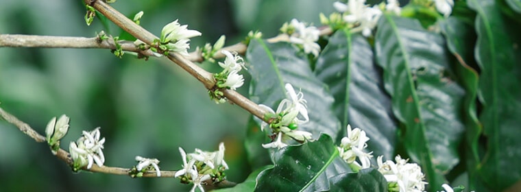 ブラジル産コーヒーの花のはちみつ
