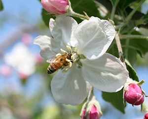 ミツバチが花から採蜜するイメージ画像