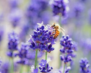 ミツバチが花から採蜜するイメージ画像