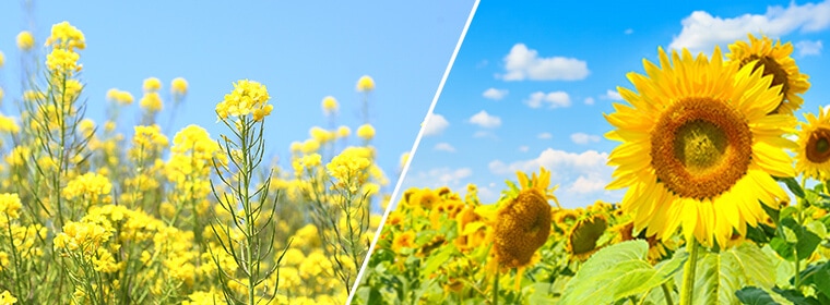 ハンガリー産百花はちみつ（百花蜜）