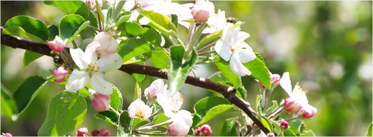 青森県産りんごの花のはちみつ