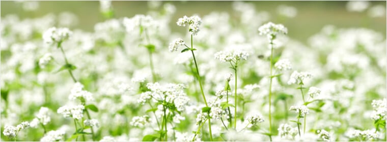 北海道産そばの花のはちみつ 