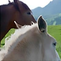 馬プラセンタエキス