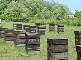 養蜂風景