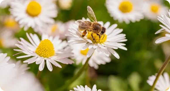 生後21日目・オスの蜂の子のみ使用