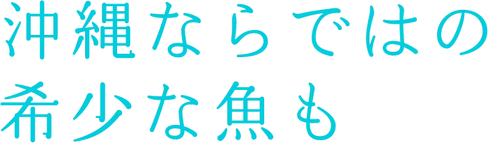 沖縄ならではの希少な魚