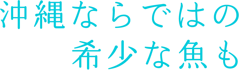 沖縄ならではの希少な魚