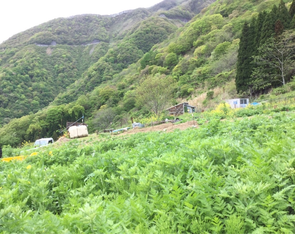 空気のきれいな山の上に自生しているよもぎを使用しています