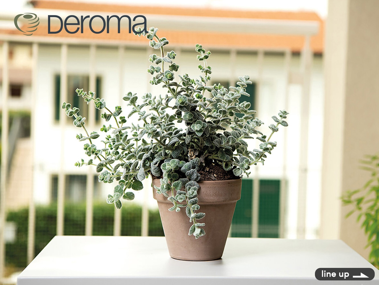 deroma,�ǥ�����,����ȭ