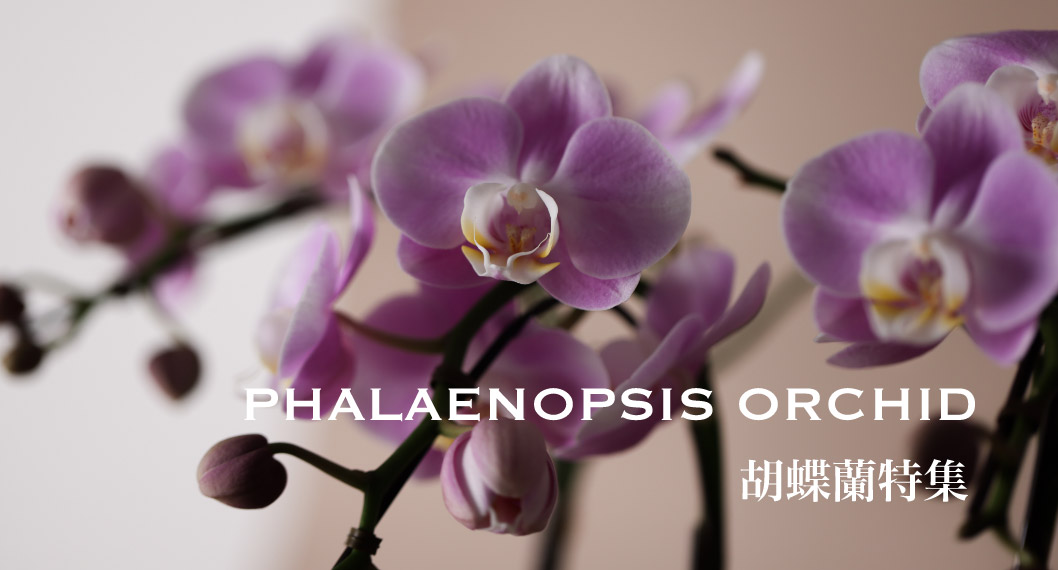 胡蝶蘭特集｜Phalaenopsis orchid