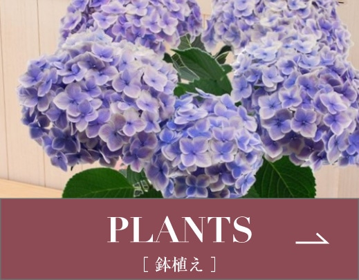 PLANTS｜［ 鉢植え ］