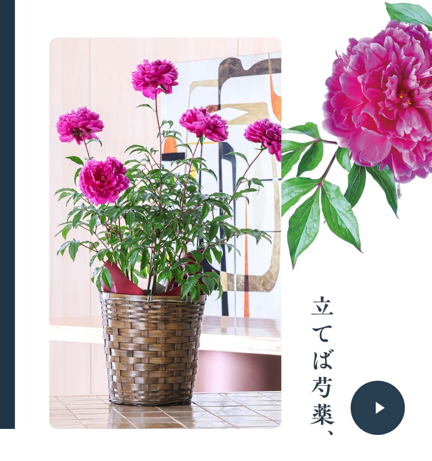 立てば芍薬 ～花美人～ ホットピンク 7号